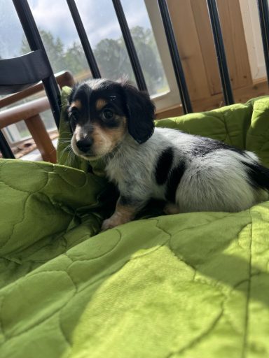 Bandid A small black and white puppy sitting on a green blanket.