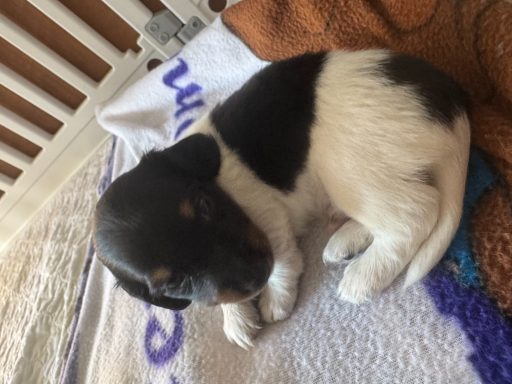 Patches A small, curled-up puppy with black and white fur resting on a blanket.